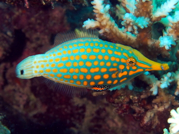 Longnose Filefish - Oxymonacanthus longirostris - Fiji