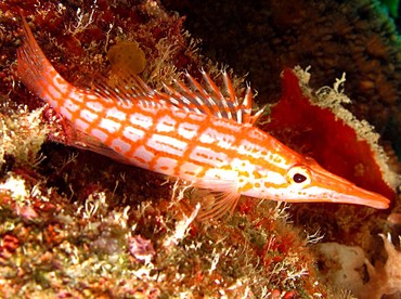 Longnose Hawkfish - Oxycirrhites typus - Palau