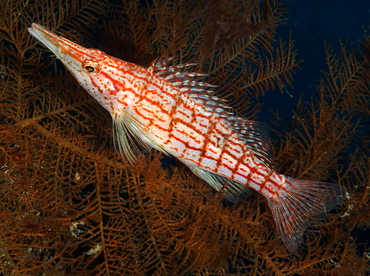Longnose Hawkfish - Oxycirrhites typus - Anilao, Philippines