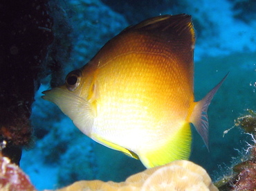 Longsnout Butterflyfish - Prognathodes aculeatus - Nassau, Bahamas