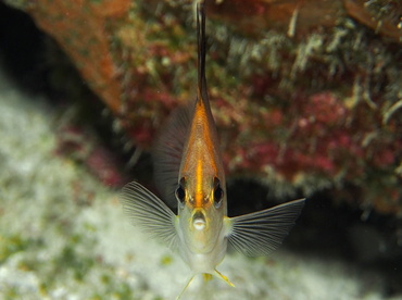 Longsnout Butterflyfish - Prognathodes aculeatus - Turks and Caicos