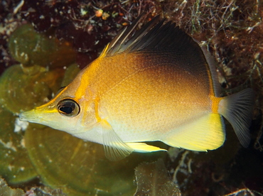 Longsnout Butterflyfish - Prognathodes aculeatus - The Exumas, Bahamas