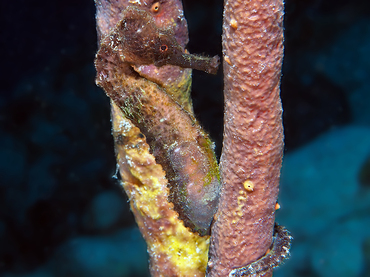 Longsnout Seahorse - Hippocampus reidi - Bonaire