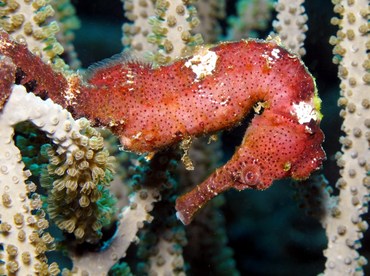 Longsnout Seahorse - Hippocampus reidi - Bonaire