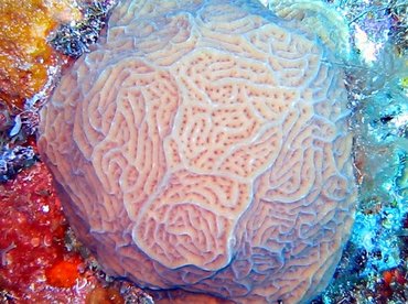 Low Relief Lettuce Coral - Agaricia humilis - Bimini, Bahamas