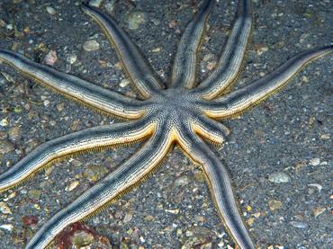 Nine-Armed Sea Star - Luidia senegalensis - Blue Heron Bridge, Florida