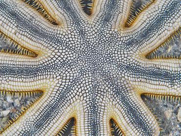 Nine-Armed Sea Star - Luidia senegalensis - Blue Heron Bridge, Florida