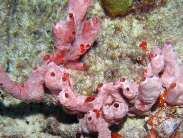 Lumpy Overgrowing Sponge - Desmapsamma anchorata - Bonaire