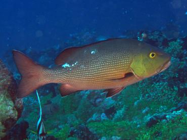 Two-spot Red Snapper - Lutjanus bohar - Rangiroa, French Polynesia