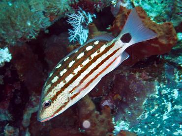 Checkered Snapper - Lutjanus decussatus - Komodo, Indonesia
