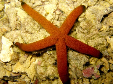 Luzon Sea Star - Echinaster luzonicus - Palau