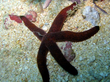 Luzon Sea Star - Echinaster luzonicus - Yap, Micronesia