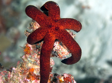 Luzon Sea Star - Echinaster luzonicus - Palau