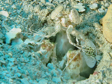 Scaly-Tailed Mantis Shrimp - Lysiosquilla scabricauda - Roatan, Honduras