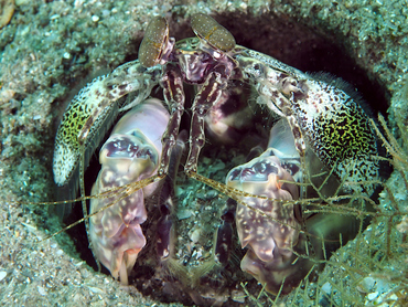 Scaly-Tailed Mantis Shrimp - Lysiosquilla scabricauda - Blue Heron Bridge, Florida