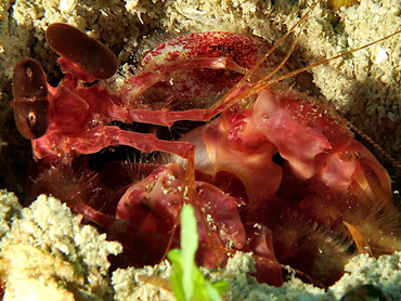 Caribbean Reef Mantis Shrimp - Lysiosquilla glabriuscula - Roatan, Honduras