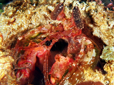 Lisa's Mantis Shrimp - Lysiosquilla lisa - Anilao, Philippines