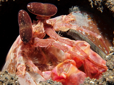 Lisa's Mantis Shrimp - Lysiosquilla lisa - Bali, Indonesia