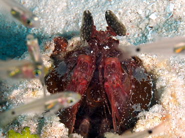 Lisa's Mantis Shrimp - Lysiosquilla lisa - Palau