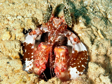 Lisa's Mantis Shrimp - Lysiosquilla lisa - Anilao, Philippines