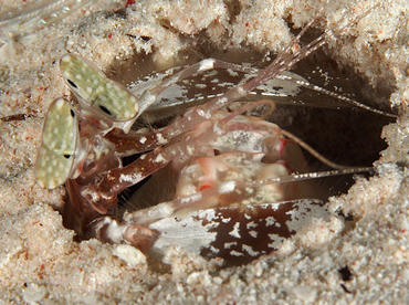 Lisa's Mantis Shrimp - Lysiosquilla lisa - Wakatobi, Indonesia