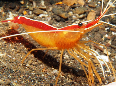 White-Banded Cleaner Shrimp - Lysmata amboinensis - Bali, Indonesia