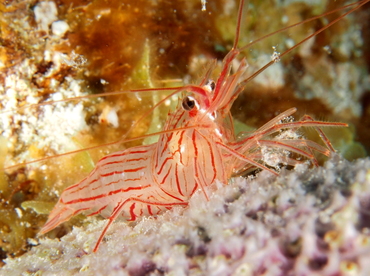 Sponge Peppermint Shrimp - Lysmata pederseni - Belize