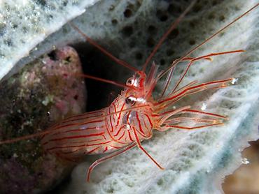 Sponge Peppermint Shrimp - Lysmata pederseni - British Virgin Islands