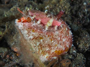 Macroschisma sinense - Macroschisma sinense - Komodo, Indonesia