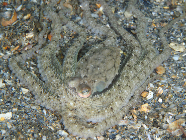 Atlantic Longarm Octopus - Macrotritopus defilippi - Blue Heron Bridge, Florida