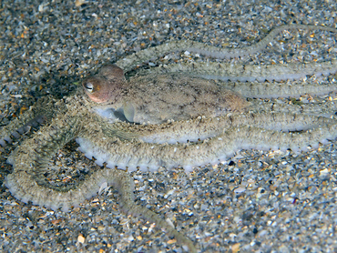 Atlantic Longarm Octopus - Macrotritopus defilippi - Blue Heron Bridge, Florida