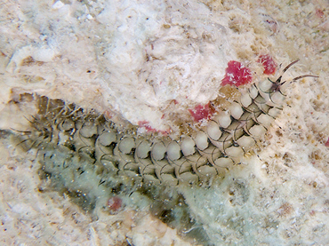 Variegated Scale Worm - Malmgreniella variegata - Bonaire
