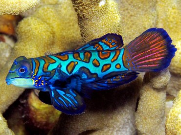 Mandarinfish - Synchiropus splendidus - Yap, Micronesia
