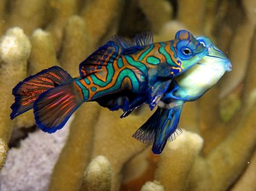Mandarinfish - Synchiropus splendidus - Yap, Micronesia