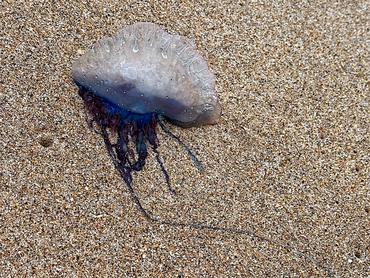 Portuguese Man o' War - Physalia physalis - Palm Beach, Florida