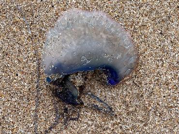 Portuguese Man o' War - Physalia physalis - Palm Beach, Florida