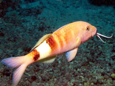 Manybar Goatfish - Parupeneus multifasciatus - Yap, Micronesia