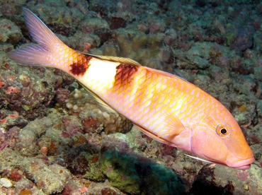 Manybar Goatfish - Parupeneus multifasciatus - Yap, Micronesia