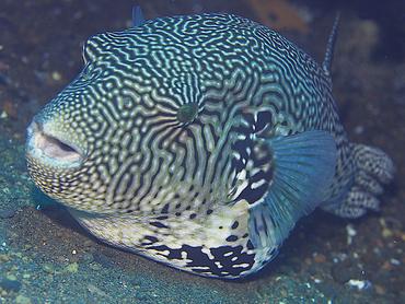 Map Puffer - Arothron mappa - Bali, Indonesia