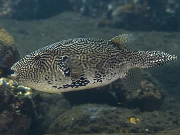 Map Puffer - Arothron mappa - Bali, Indonesia