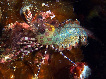 Marbled Shrimp - Saron marmoratus - Fiji
