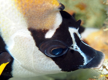 Masked Bannerfish - Heniochus monoceros - Fiji