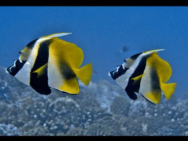 Masked Bannerfish - Heniochus monoceros - Rangiroa, French Polynesia