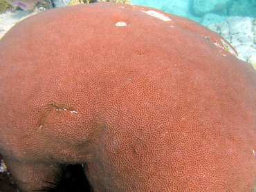 Massive Starlet Coral - Siderastrea siderea - St John, USVI