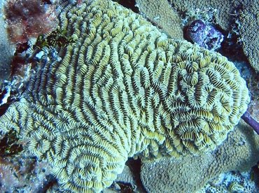 Maze Coral - Meandrina meandrites - Bimini, Bahamas