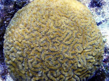 Maze Coral - Meandrina meandrites - Key Largo, Florida