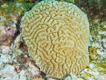 Maze Coral - Meandrina meandrites - Bonaire
