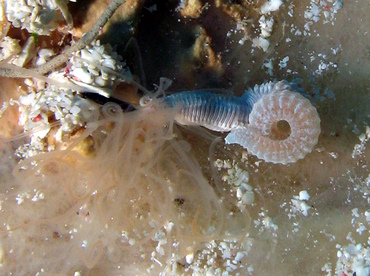 Medusa Worm - Loimia medusa - Grand Cayman