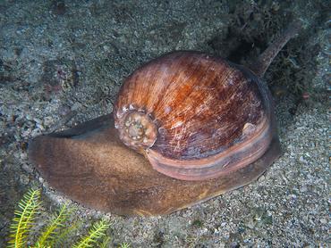 Crowned Baler - Melo aethiopicus - Komodo, Indonesia