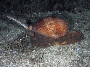 Crowned Baler - Melo aethiopicus - Komodo, Indonesia